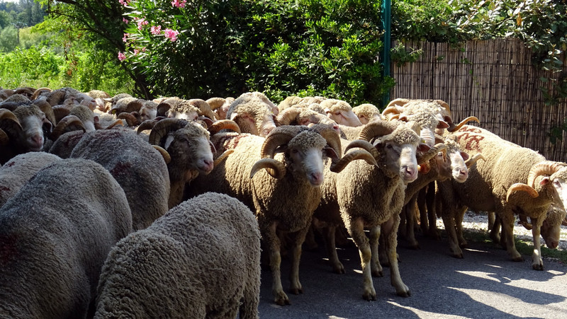 les moutons de Sarrians