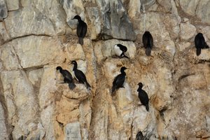 cormorans