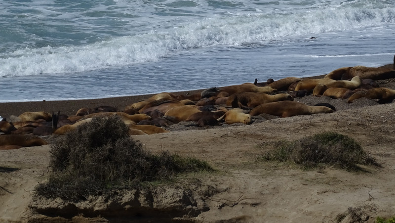 loups de mer