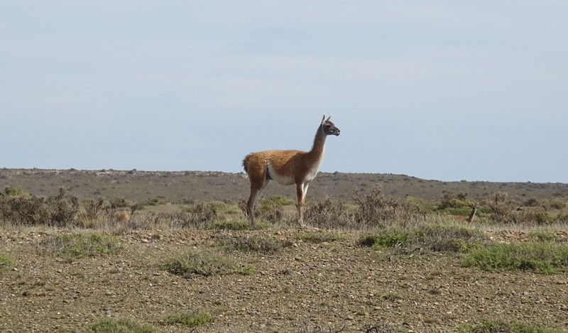 Guanaco