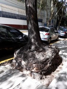 l'art d'arranger les arbres dans les rues du Gd Bs As
