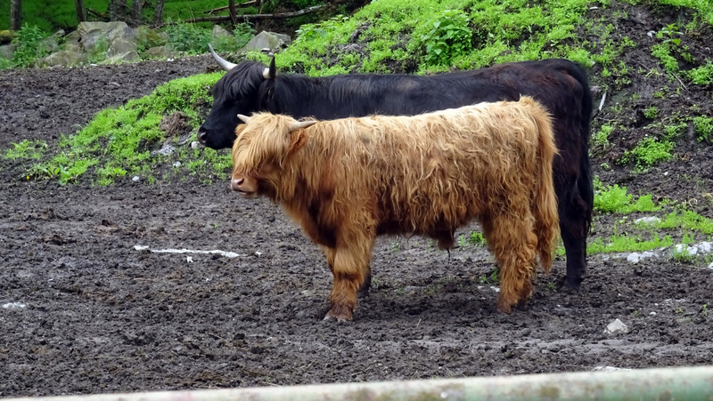 les vaches Highland