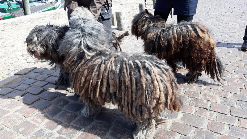 des chiens d'une race portugaise dont j'ai oublié le nom...