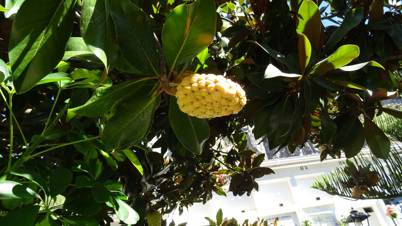 ce qu'il reste d'une fleur de camélia