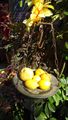 les citrons de Corniglia