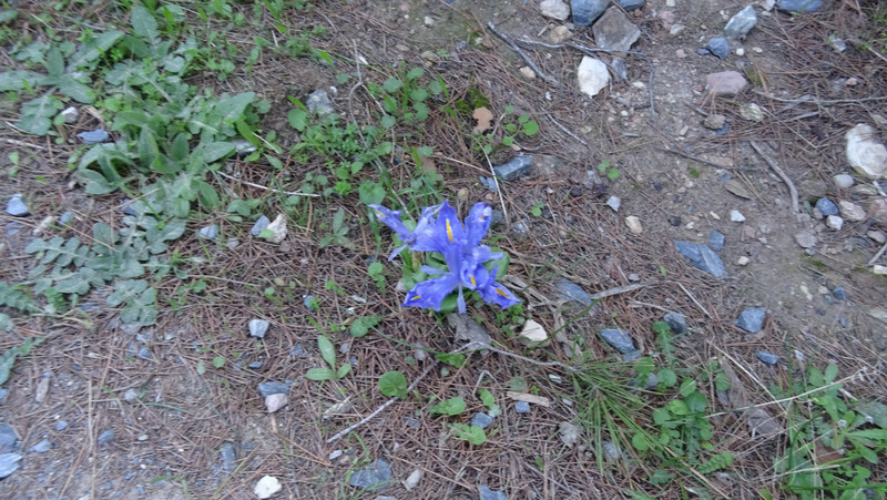 des petits iris sauvages