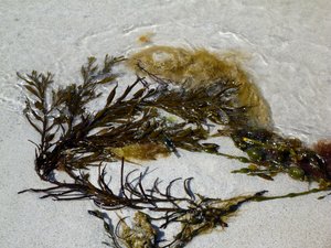 et que les algues se font belles