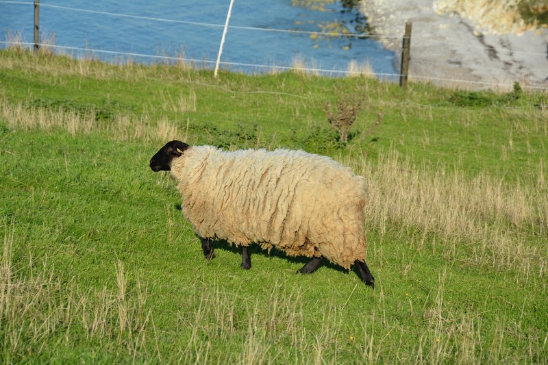 combien de pulls pourriez-vous tricoter avec la laine de ce mouton... ???
