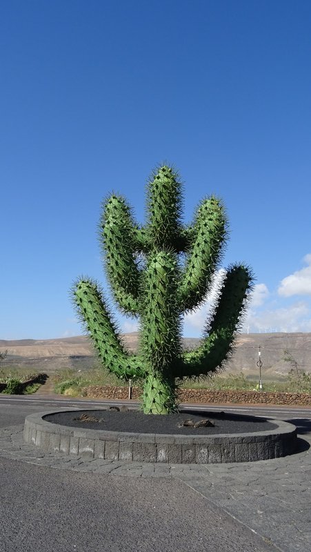 ce cactus représente une anomalie... Laquelle ?