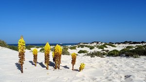 Punta Prieta, une plage de sable blanc, mais encore...