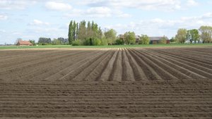 campo de patatas... champ de pommes de terre