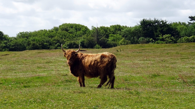 la vache Highland