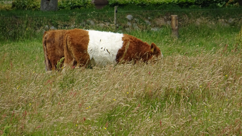 la Belted Galloway