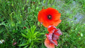 gentil coquelicot...