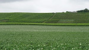 à la frontière entre la Hollande et la Belgique (Kanne), quand les patates fleurtent avec les vignes..