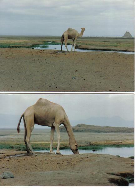 camel drinking near the lake Abbeh