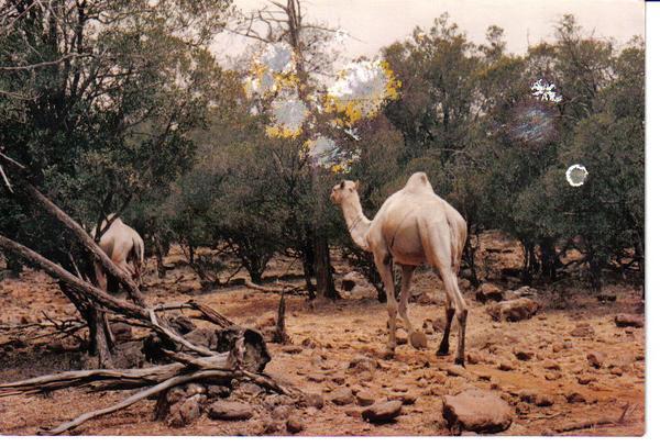 camels in the forest