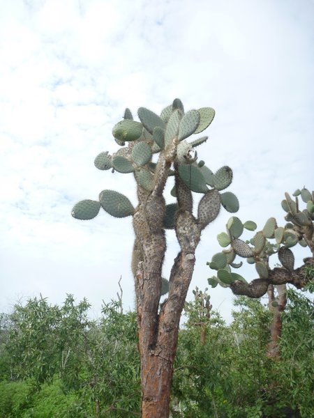 Prickly Pear cactus Tree