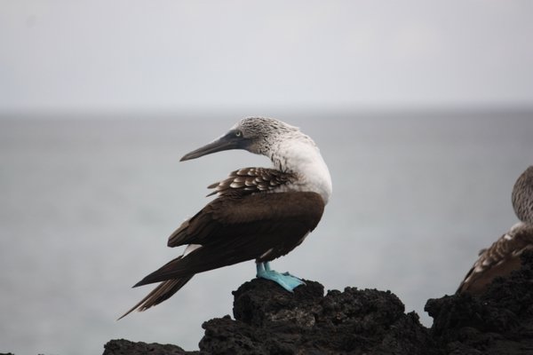Blue-footed Booby, Dragon Hill