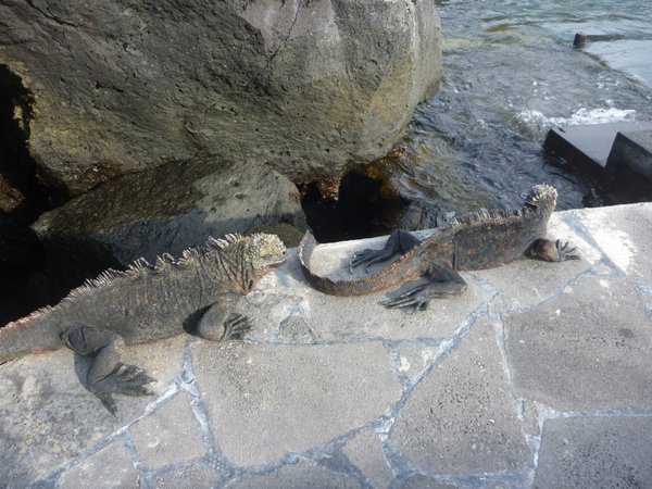 Marine Iguanas, Bartolome