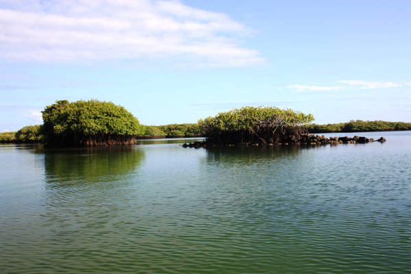 Mangroves at Tortuga Negra