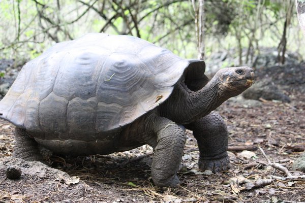Giant Tortoise, San Cristobal