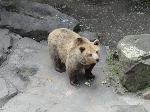 Bear at the castle