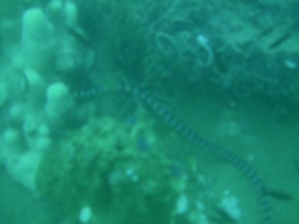 Sea snake.