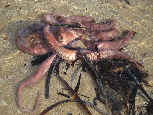An octopus.