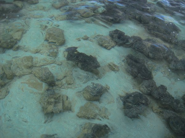 Stromatolites: not much to look at.