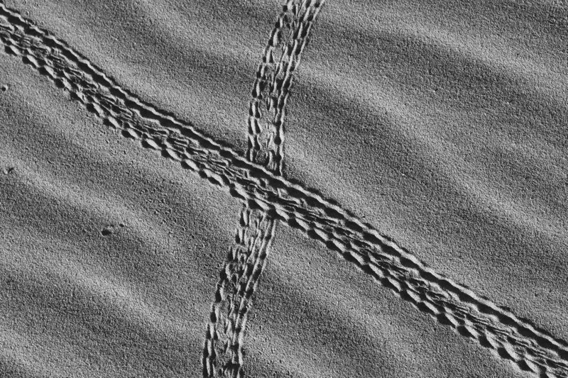 turtle tracks