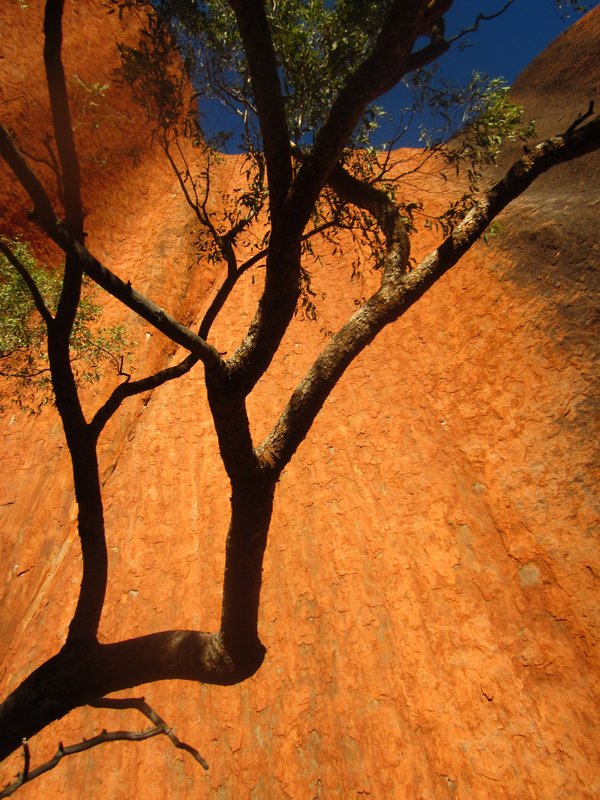 A tree and Uluru.