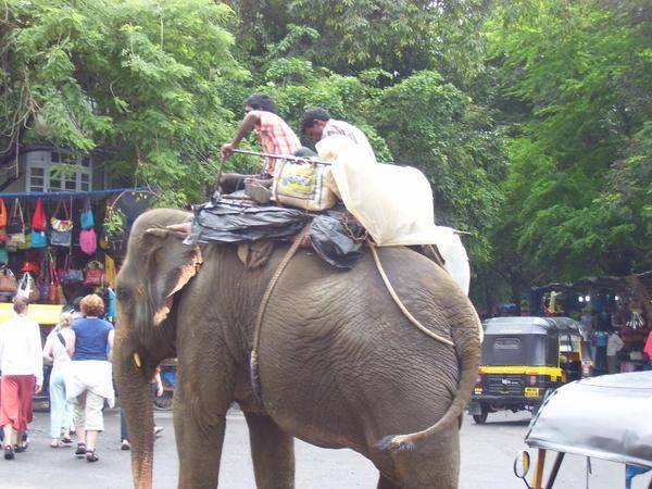 Elephant in Bandra