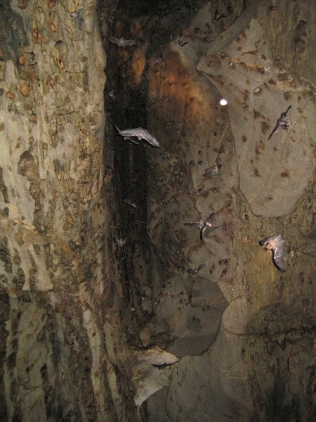 Inside the bat cave