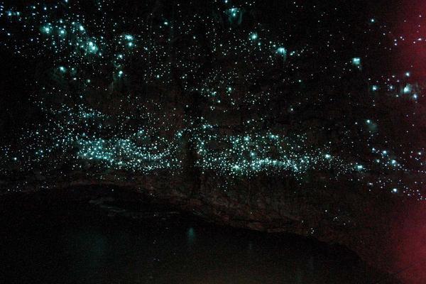 Waitomo Glow worm caves