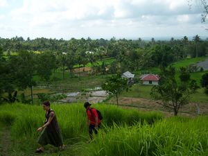 Walking in the padi fields