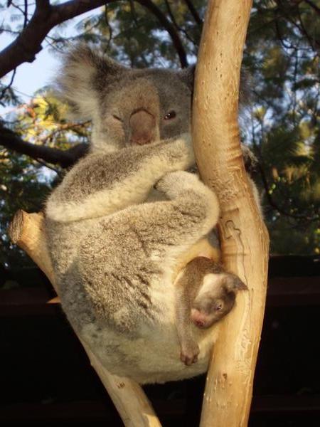 Koala mum and joey