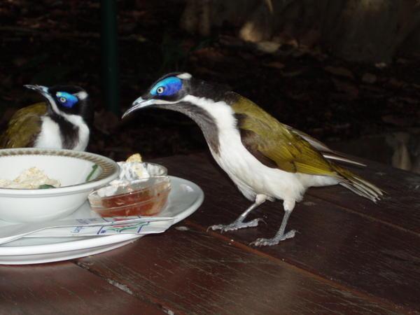 'Eyeshadow' Birds