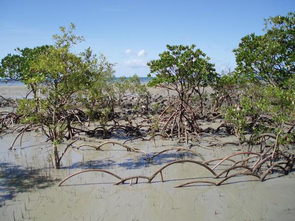 Mangroves on the beach at Cape Trib