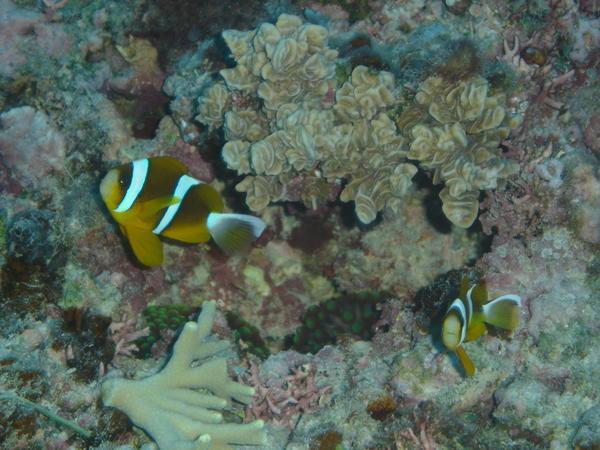 We found nemo(and his mate)!