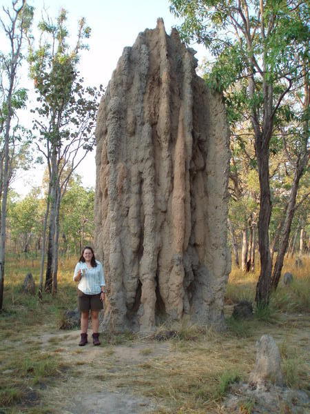 A gigantic cathedral termite mound
