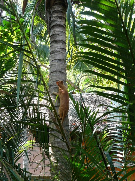 Kissa kiipeää kookospalmuun