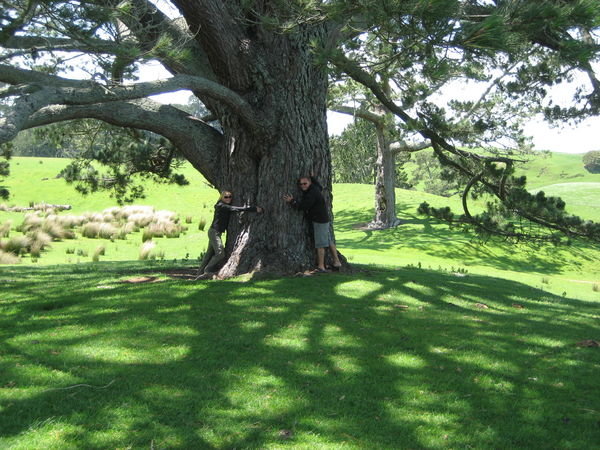 Hugging the party tree - Hobbiton