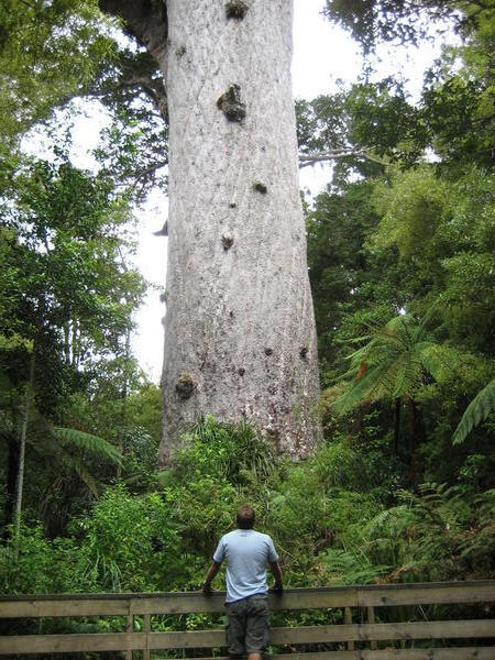Ye big olde Kauri Tree!