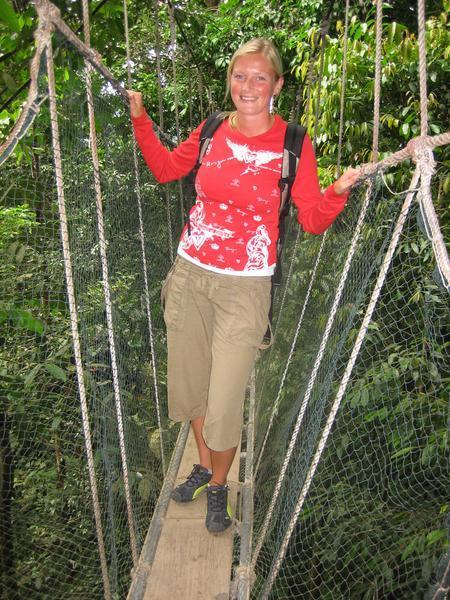 Very rickey tree top walk, Borneo