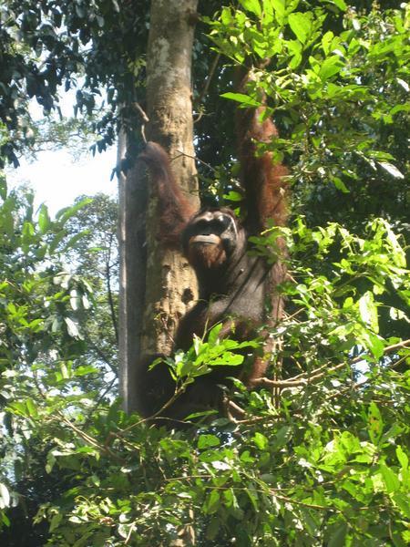 Sepilok Orangutan Sactury, Borneo