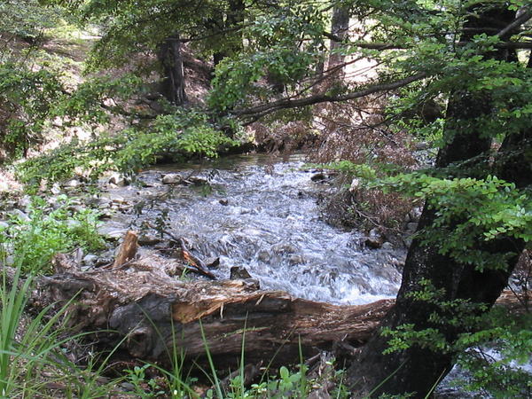 Alpine Streams