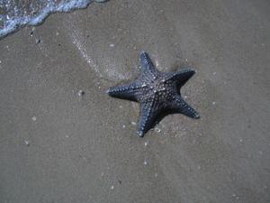 Great Keppel Island Starfish.