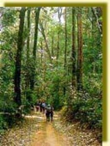 One of the birding trails at Doi Inthanon Thailand