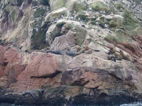 Sea Lions on Ballesta island